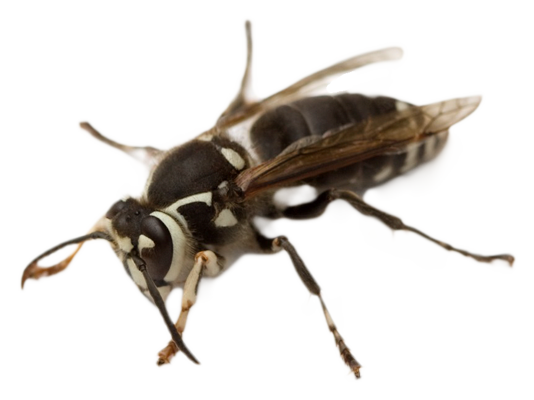 Bald-Faced Hornet or Paper Wasp
