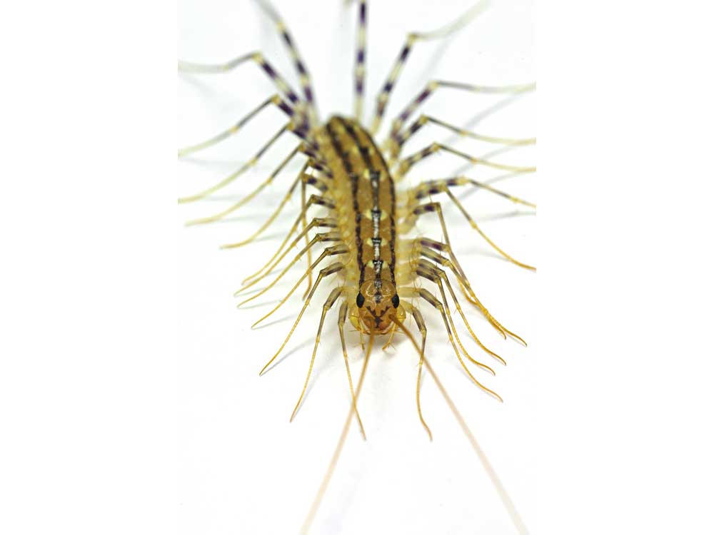 Centipedes Pest Control