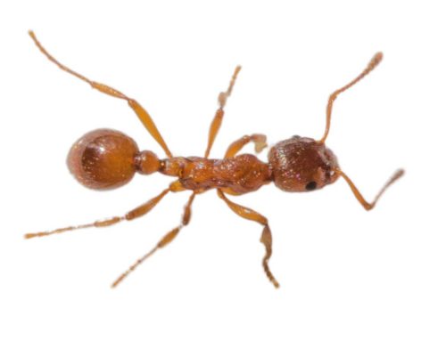 Fire Ant Pest Control and Extermination Service