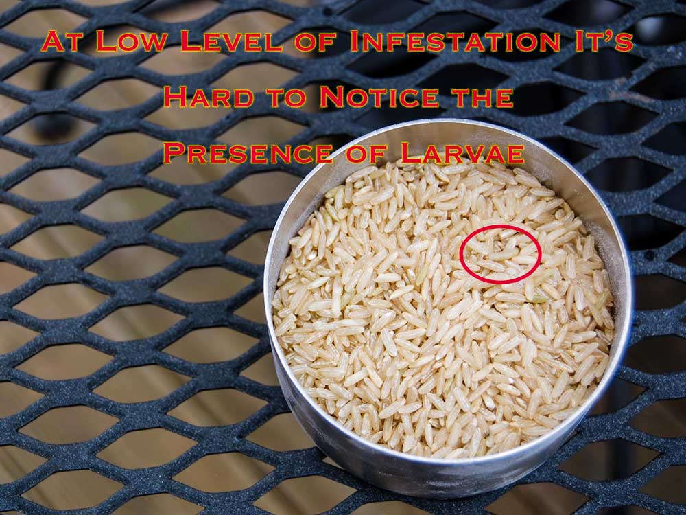 Larvae in Rice