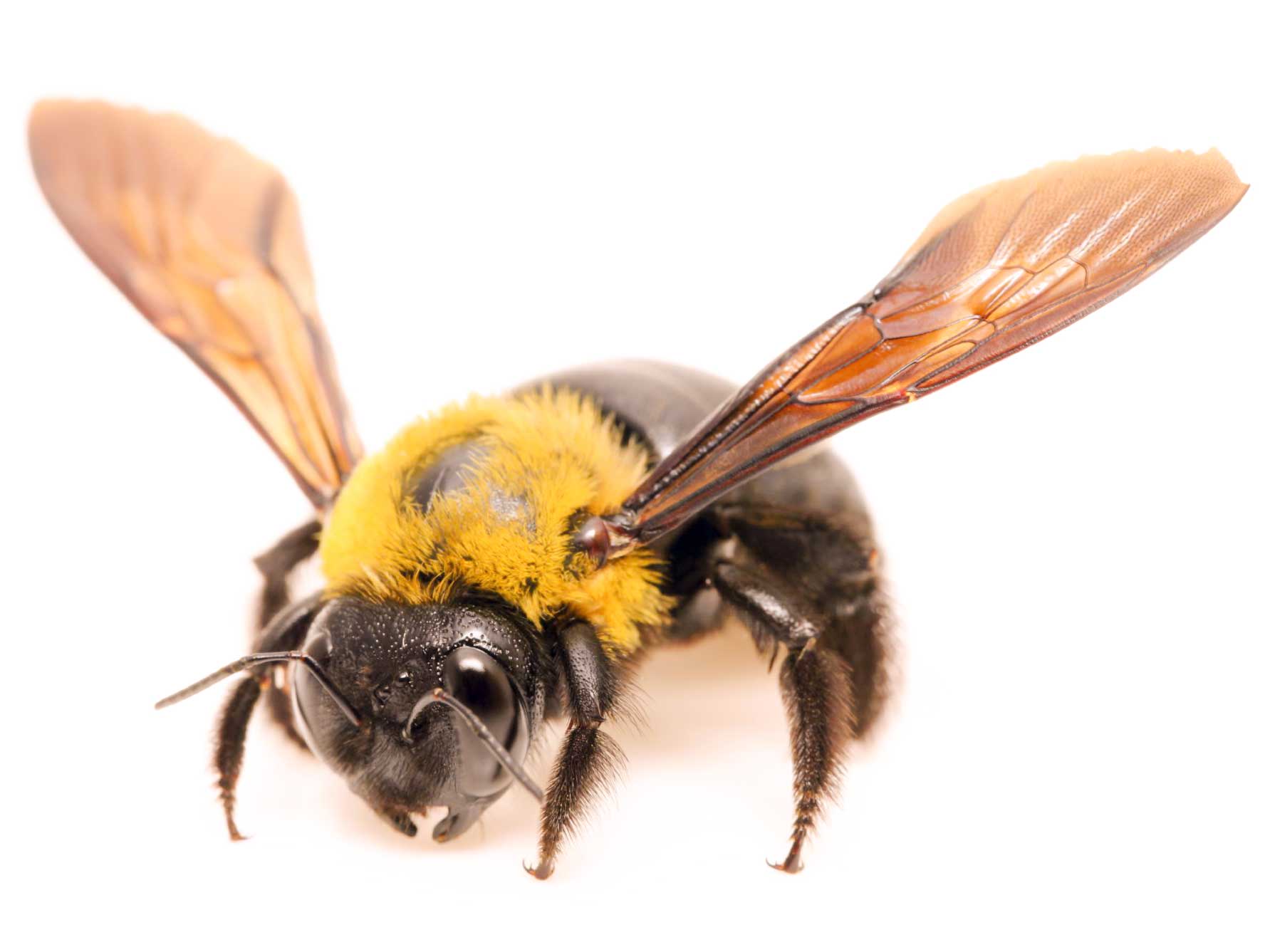 Carpenter Bees Pest Control