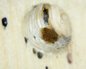 Adult Bed Bug in a Bed frame Hole
