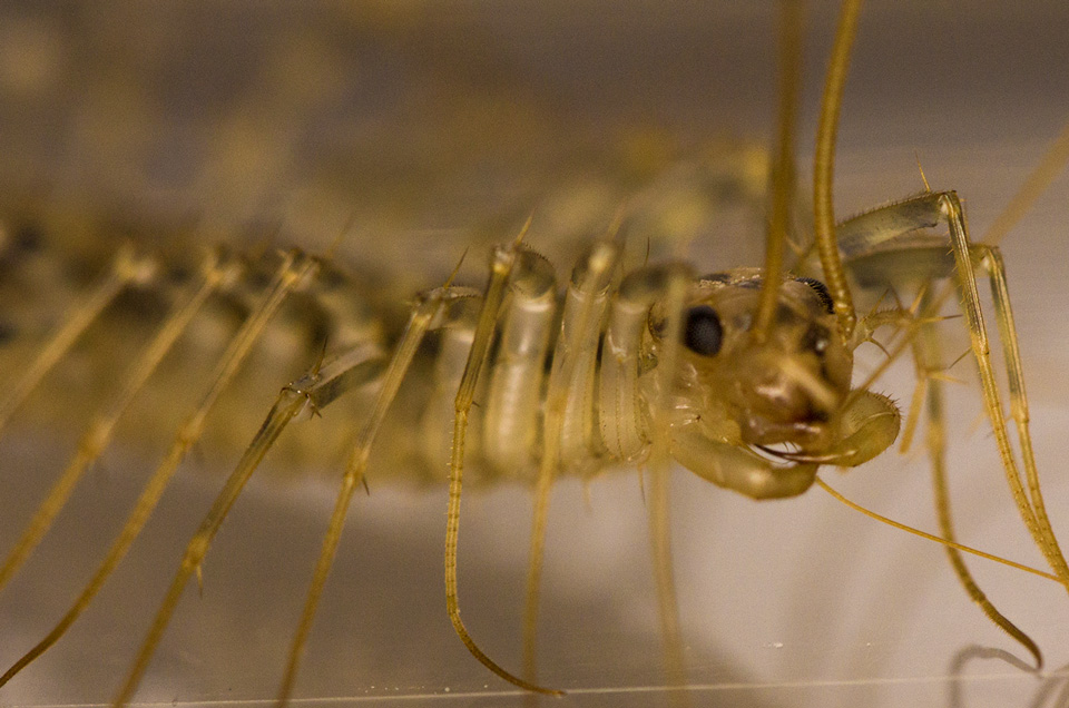 A Centipede with it's Jaws in Closeup