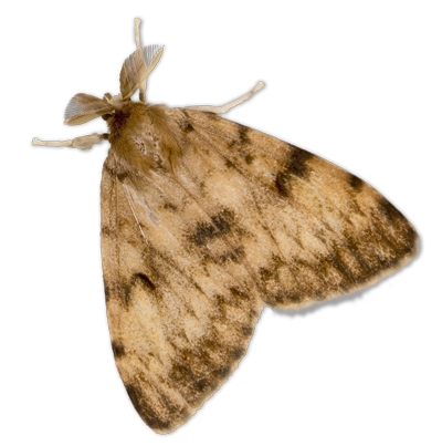 Gypsy Moth Adult