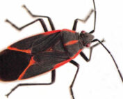 BoxElder Bug